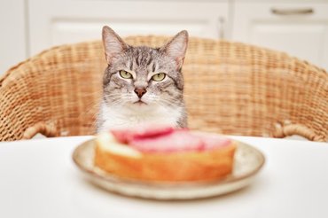 cat watching a sandwich