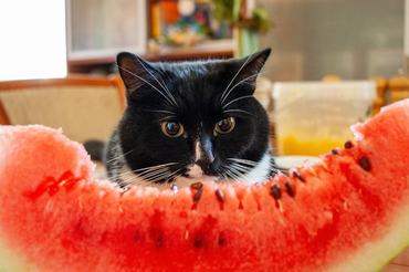 cat watching a slice of watermelon