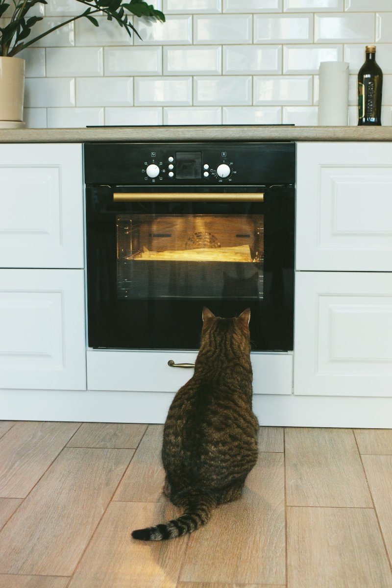 cat watching an owen