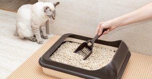 cat watching human while cleaning litterbox