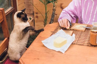 cat watching owner eating breakfast