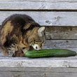 cat with a cucumber