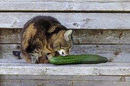 cat with a cucumber