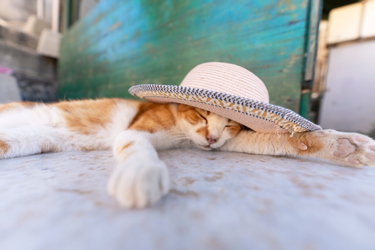 cat with a straw hat