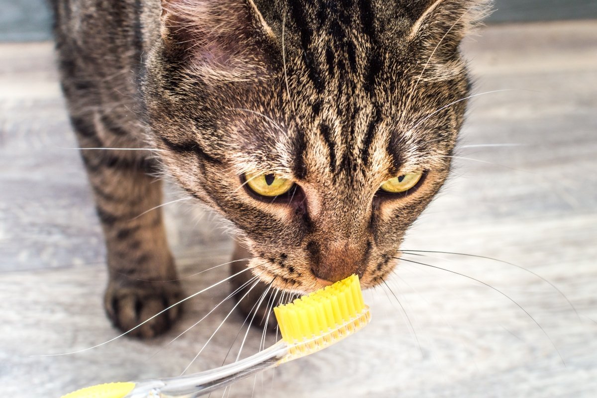 cat with a toothbrush