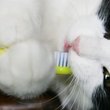 cat with a yellow toothbrush