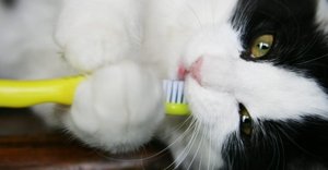 cat with a yellow toothbrush
