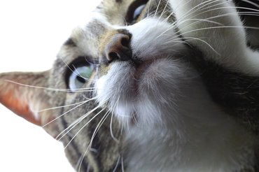 surprised cat with big whiskers