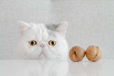 cat with walnuts