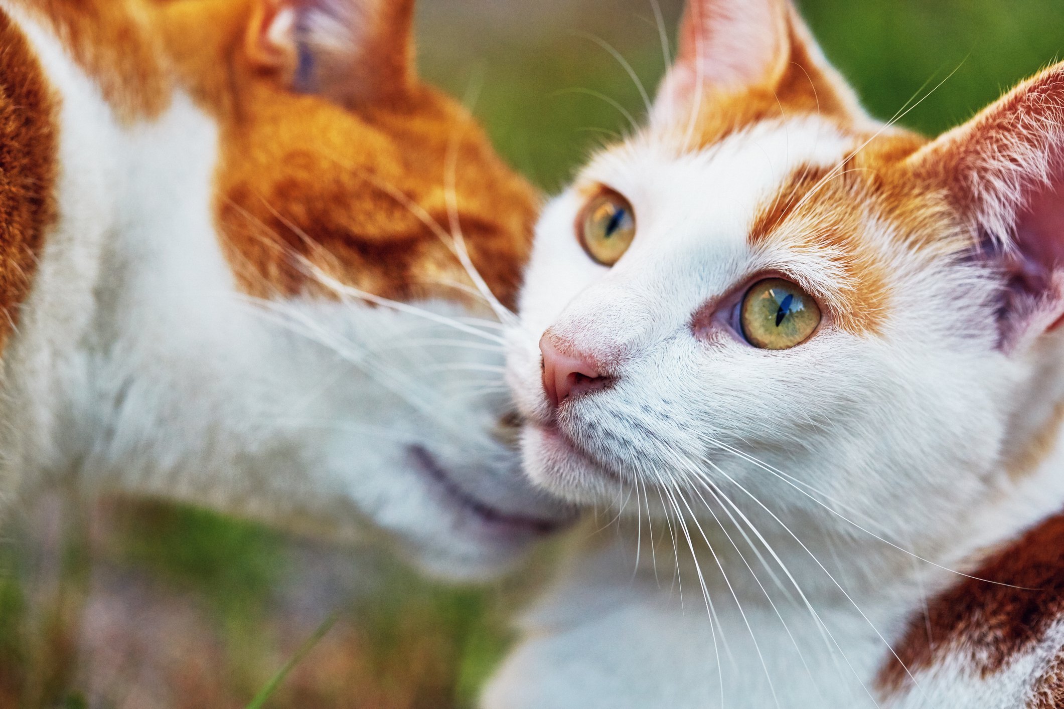 cats sniffing each other