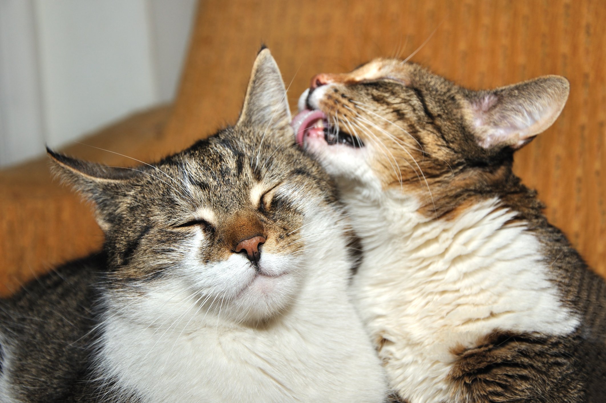cats snuggle