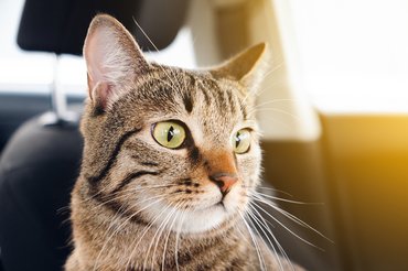 Cirmos macska az autóban