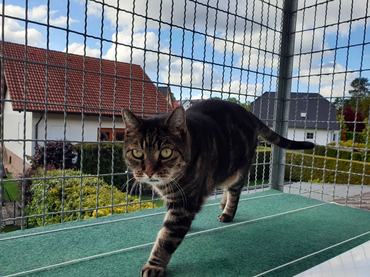 cirmos macska erkélyen kialakított catioban sétál