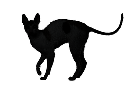 cornish rex