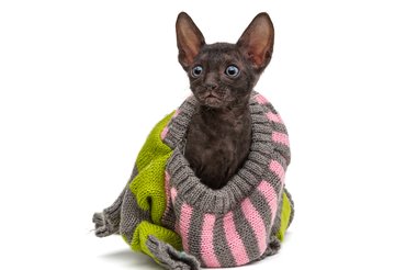 cornish rex pulóverben