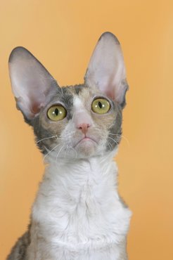 cornish rex macska