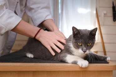 csontkovácsolás macskáknak