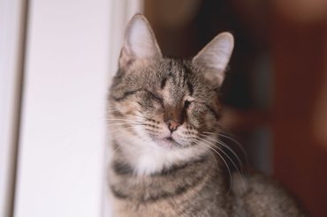 Szürke macska csukott szemmel