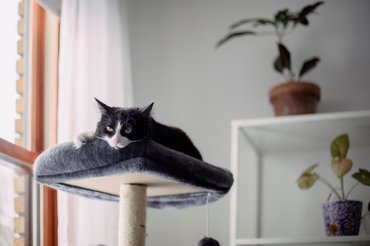 cat chilling on a cat tree