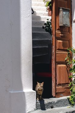 curious tabby cat in a front door