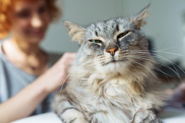 cute cat and owner