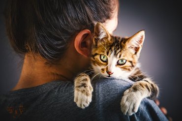 cute cat hugging owner