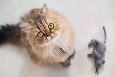 cute cat with a mouse toy