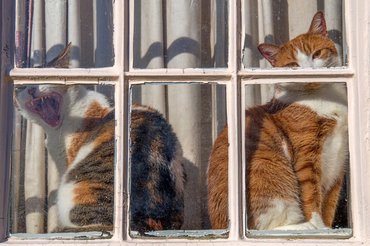 cute cats in the window