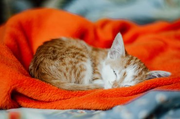 cute ginger kitten sleeping