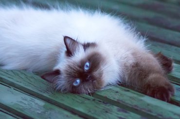 cute himalayan cat