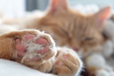 cute sleeping ginger cat show its paws