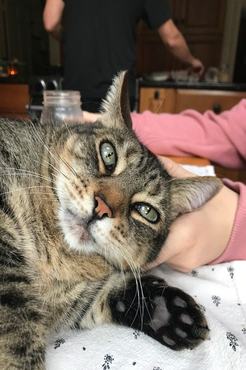 cute tabby cat cuddling with owner