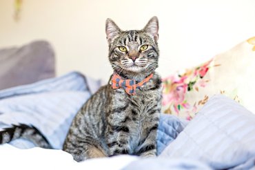 cute tabby cat on the bed