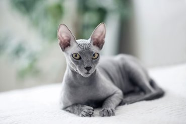 dark sphynx cat