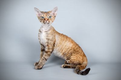 devon rex