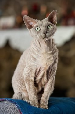 devon rex cat