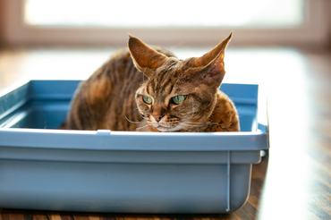 devon rex in a litter box