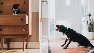 dog barks at cat