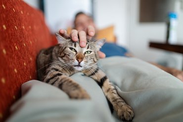 doromboló macska a gazdája ölében fekszik