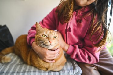 egy kislány macskát simogat