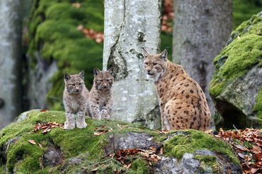 eurázsiai hiúz kölykeivel