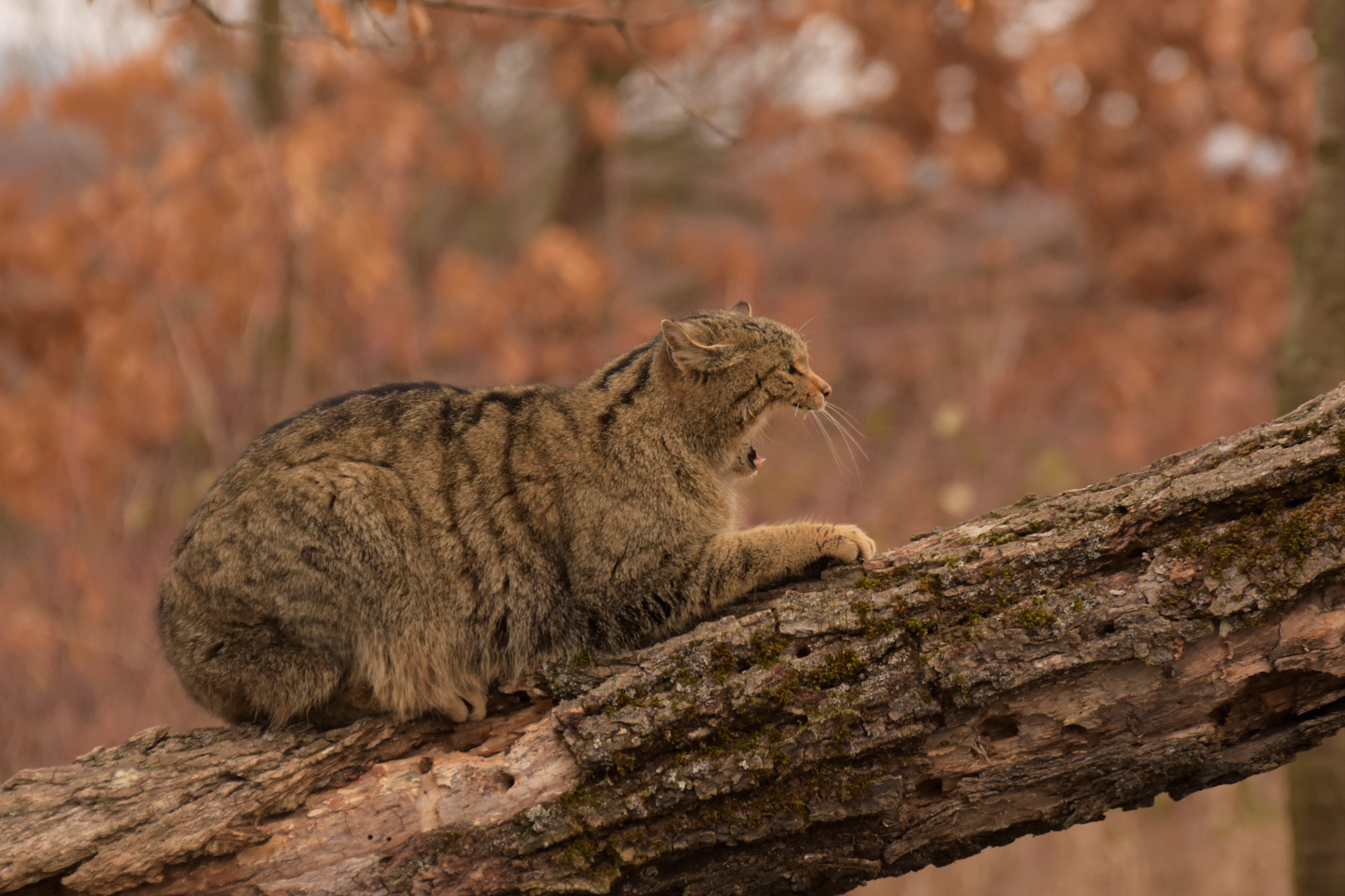 european wildcat hungary