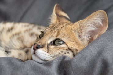 f1 savannah cat close up
