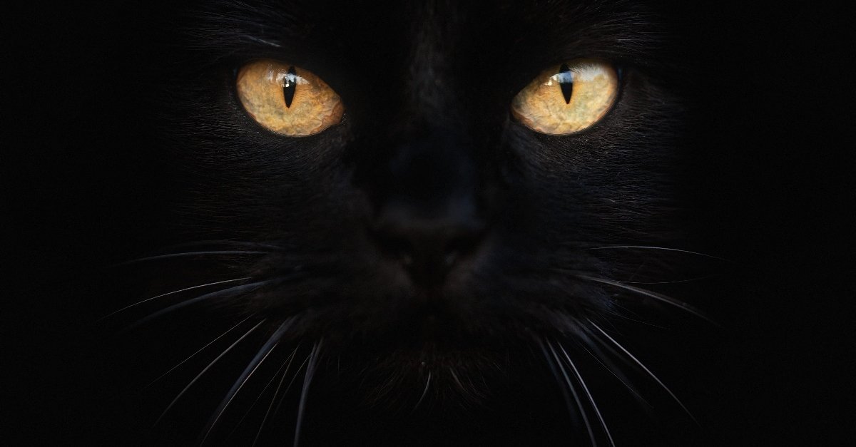 face of a black cat