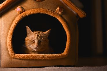 fedett macskaházba vörös cica pihen