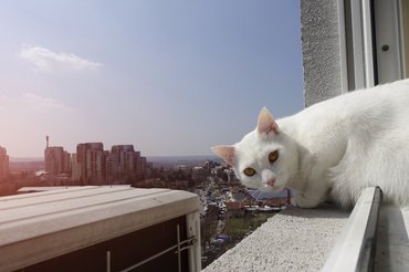 fehér macska egy nyitott ablakban városi kilátással