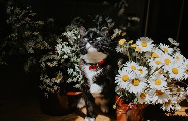 fekete-fehér cica vadvirágok között