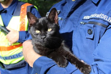 Fekete macska egy tűzoltó kezében