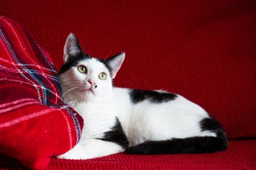 fekete és fehér macska piros kanapén fekszik