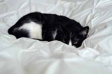 fekete fehér macska alszik